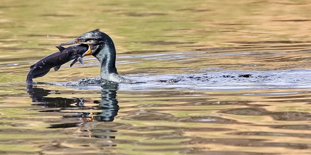 Schwarzer Vogel frisst Fisch