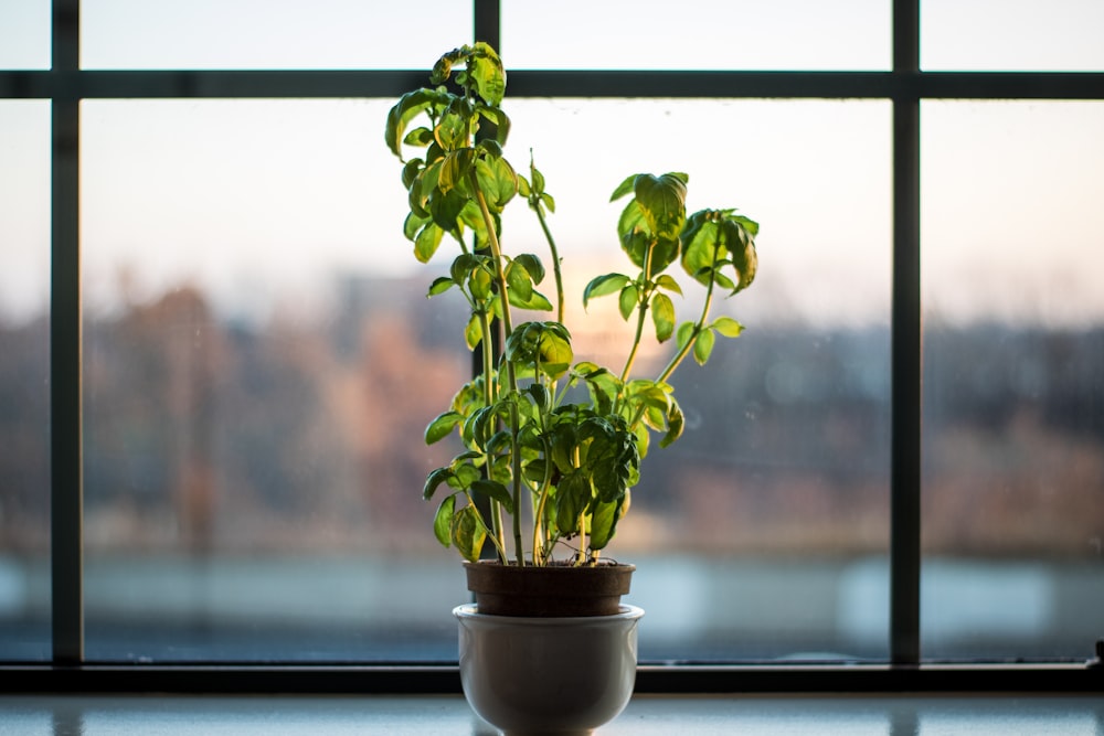 창문 근처의 녹색 잎 식물
