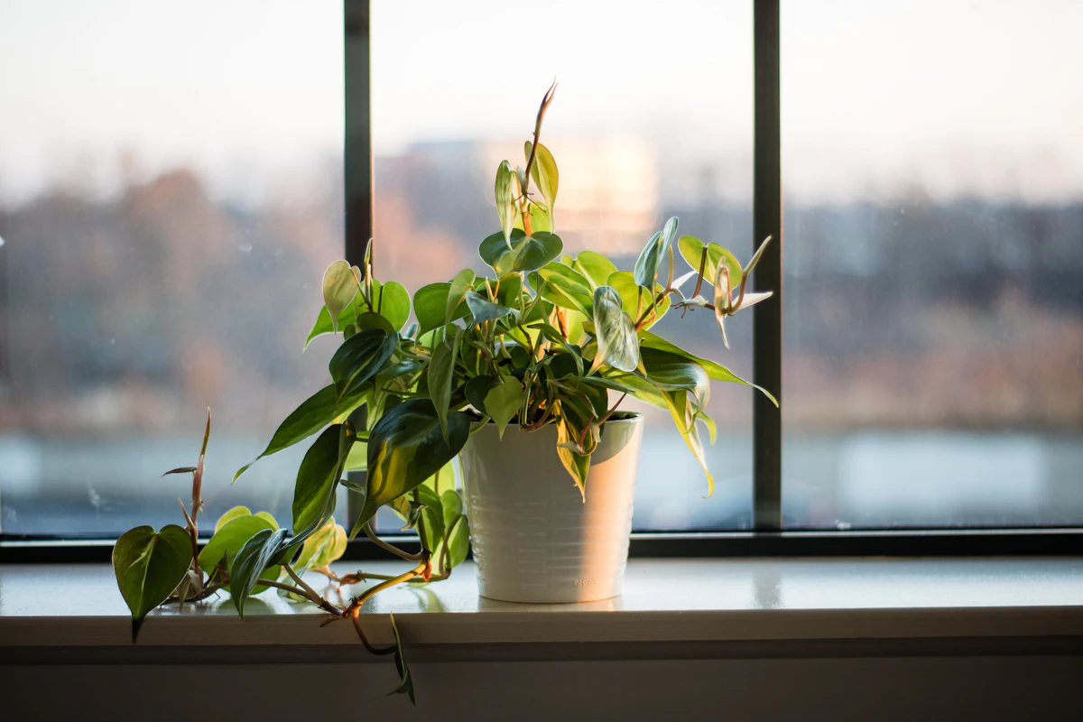 Understanding Light for Houseplants