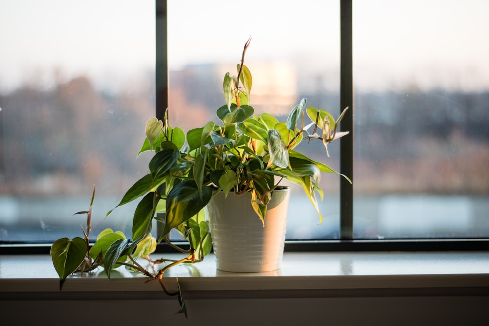 green leafed plant potted in white pot near window