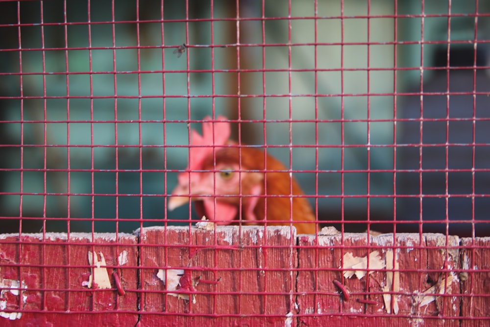 빨간 닭의 근접 촬영 사진