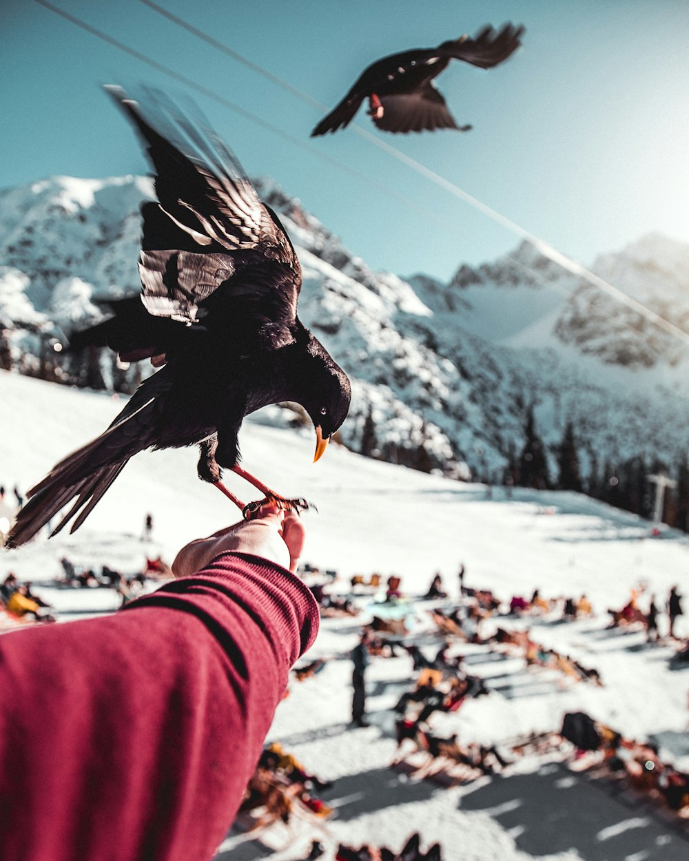 Kurzschnabel-Schwarzer Vogel sitzt auf der linken menschlichen Hand