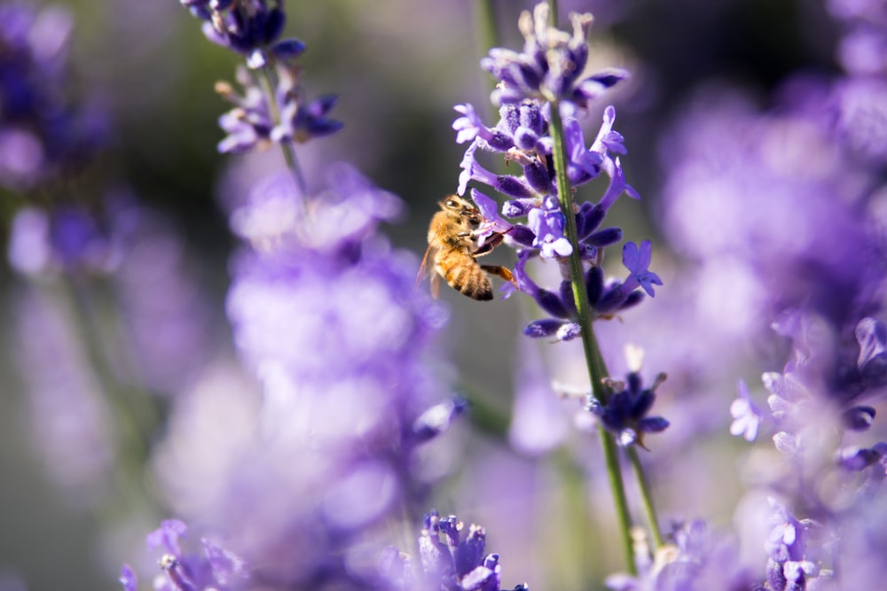 selective focus photo of bee sipping the nectar of purple cluster flowers
