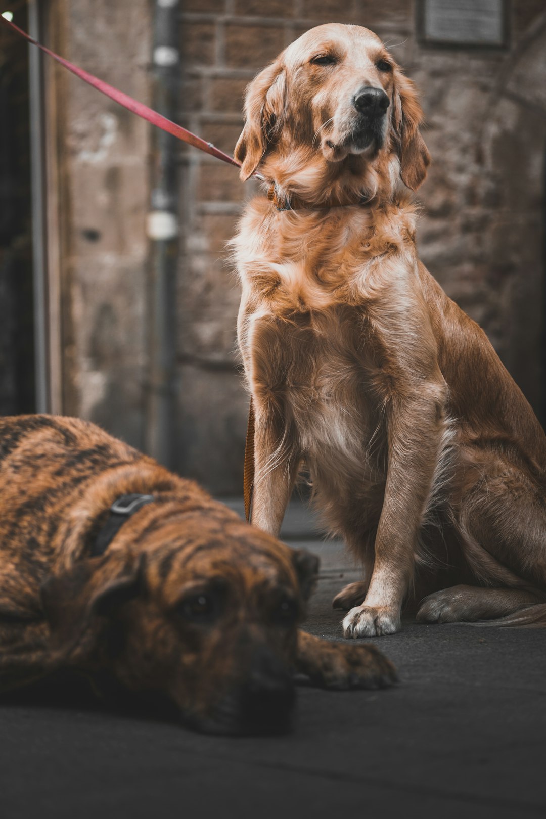 long-coated brown dog