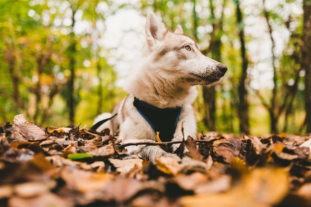 foto ravvicinata di cane bianco su foglie appassite