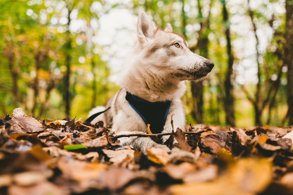 Foto de primer plano del perro blanco en hojas marchitas