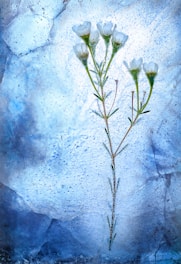 yoga flowers