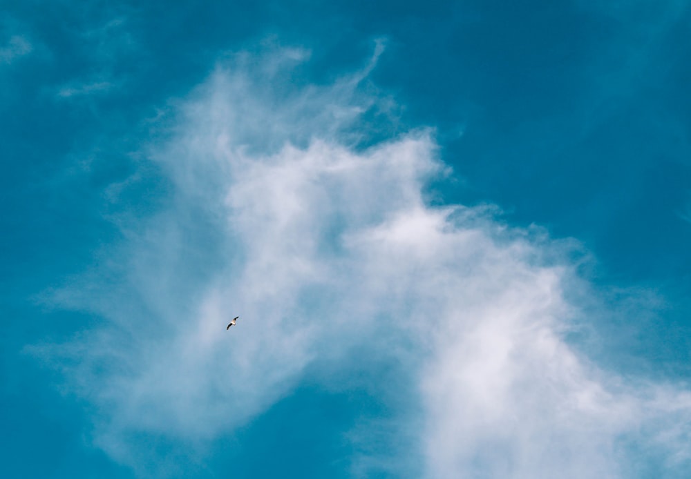 雲の近くの白い鳥の写真
