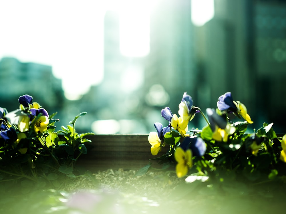 shallow focus of blue and yellow flowers