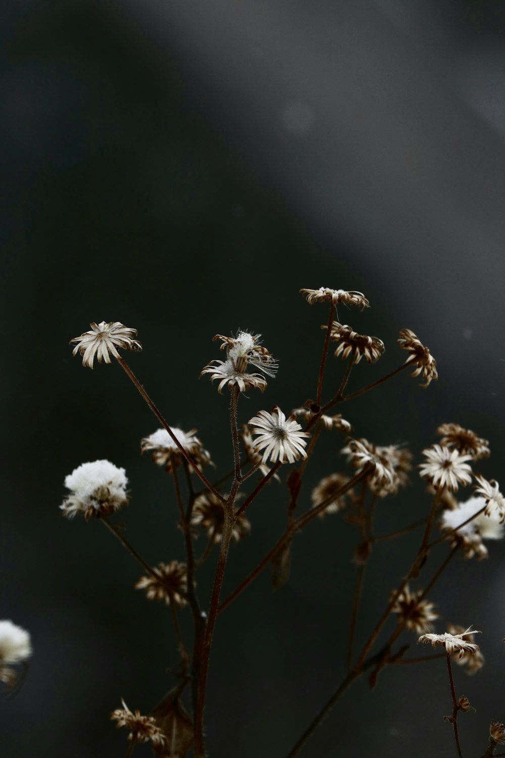 Foto a fuoco selettiva di fiori di margherita comuni