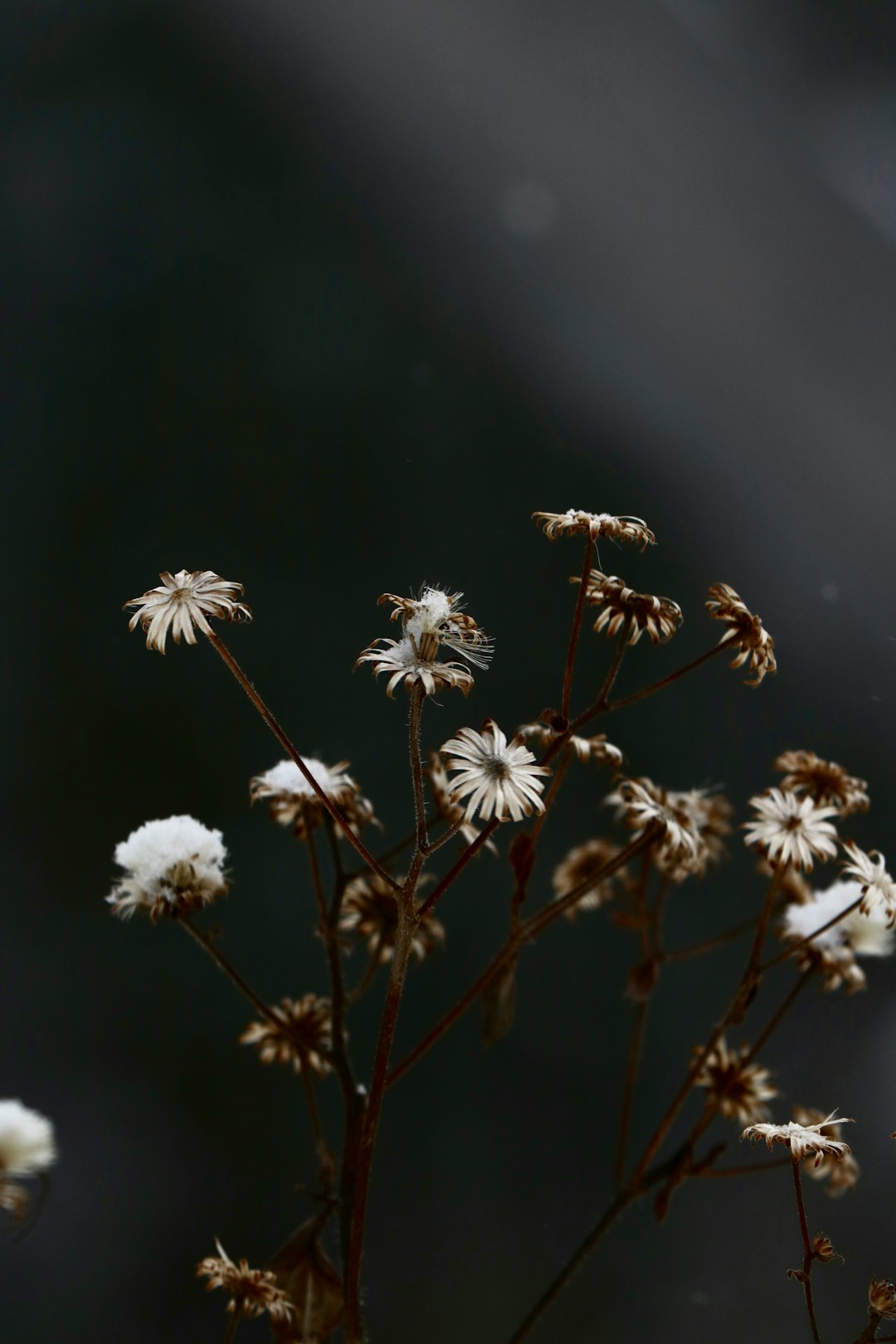 selective focus photo of common daisy flowers