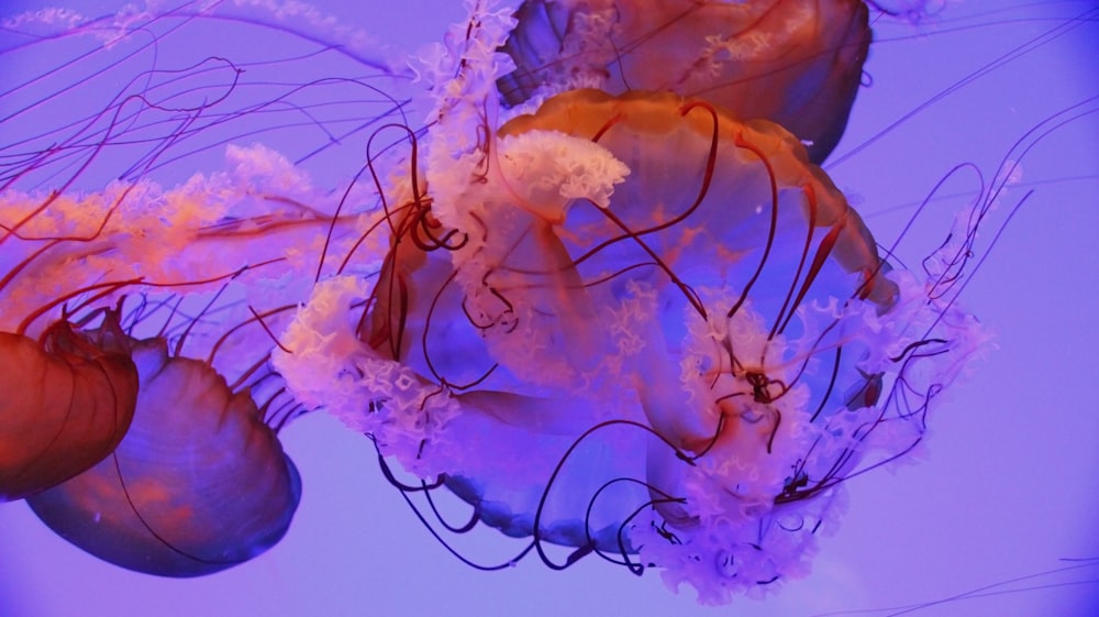 Cuatro medusas en un cuerpo de agua