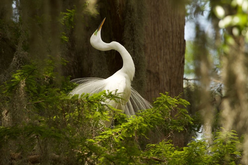 white bird on tree branch