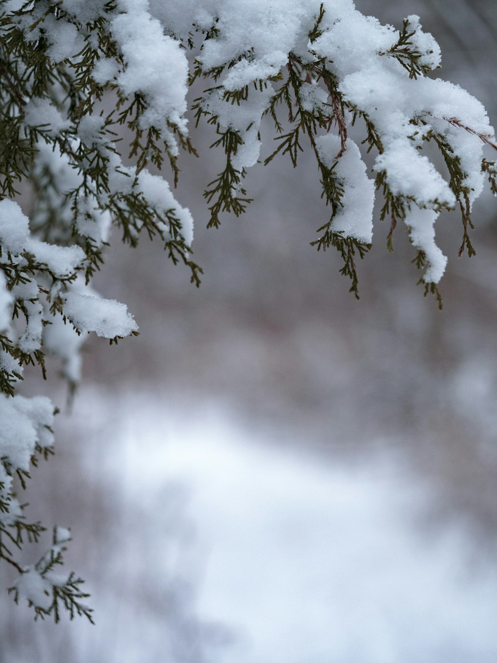 雪と緑の木の選択的な写真