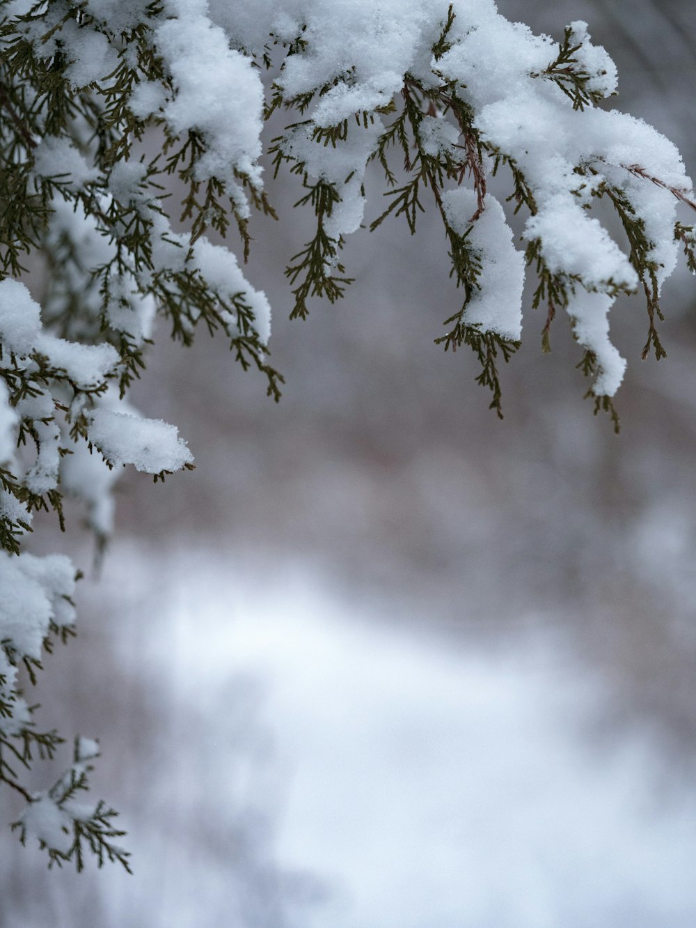 green tree with snow selective photography