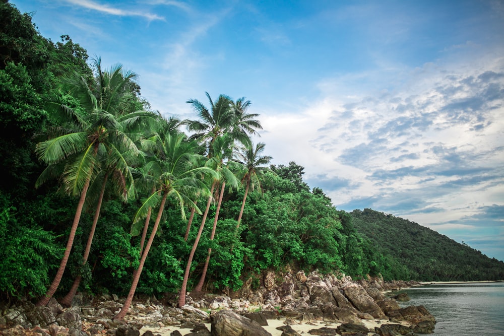 palm tree front of sea under blue and white skies