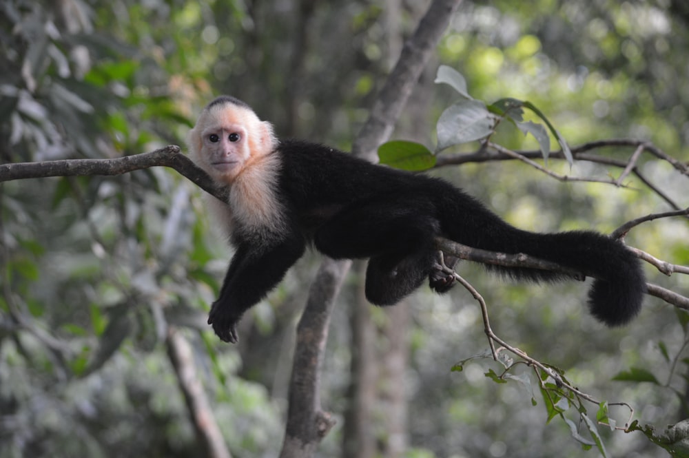 black monkey on tree branch