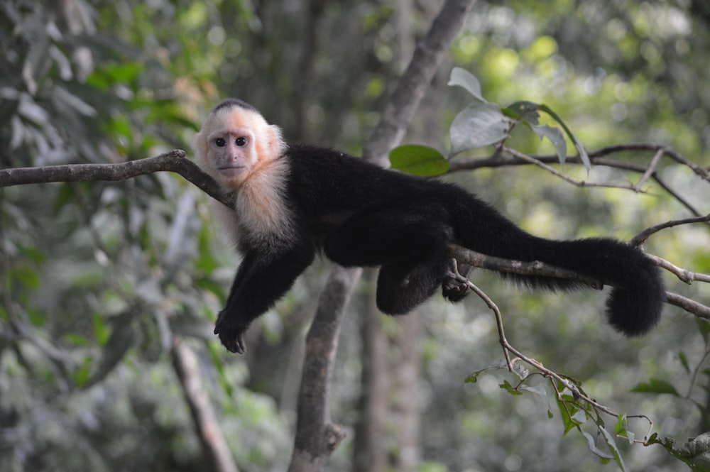 Macaco preto no galho da árvore