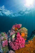 brown fish beside coral under body of water