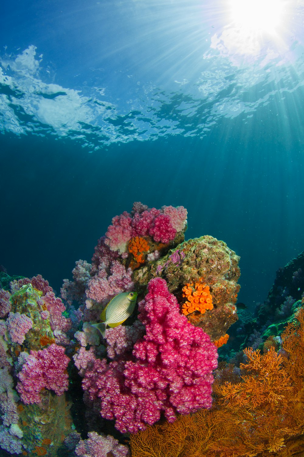 Peces marrones junto a corales bajo el cuerpo de agua