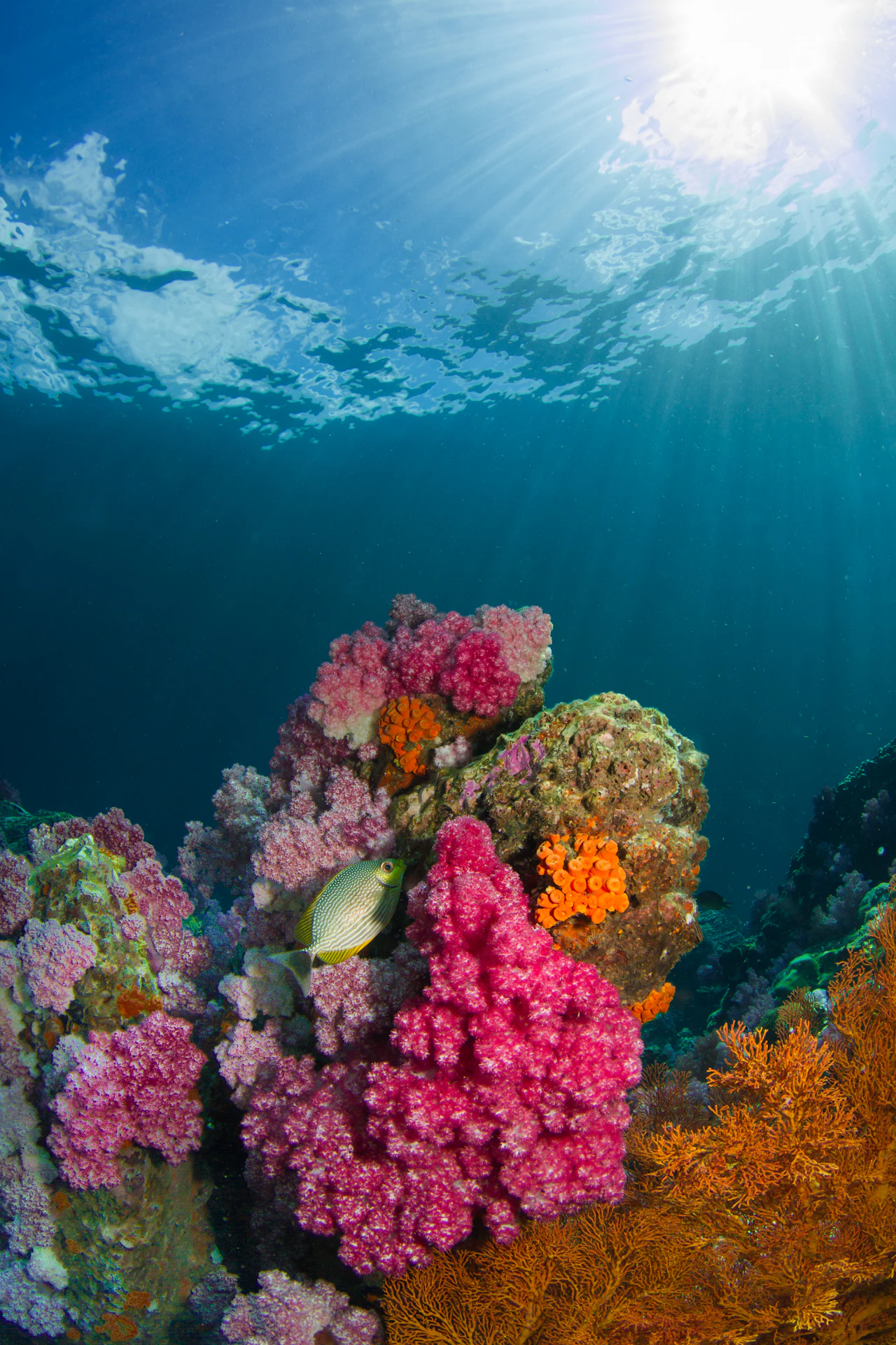 A fish swimming beside coral in the waters of Koh Lipe