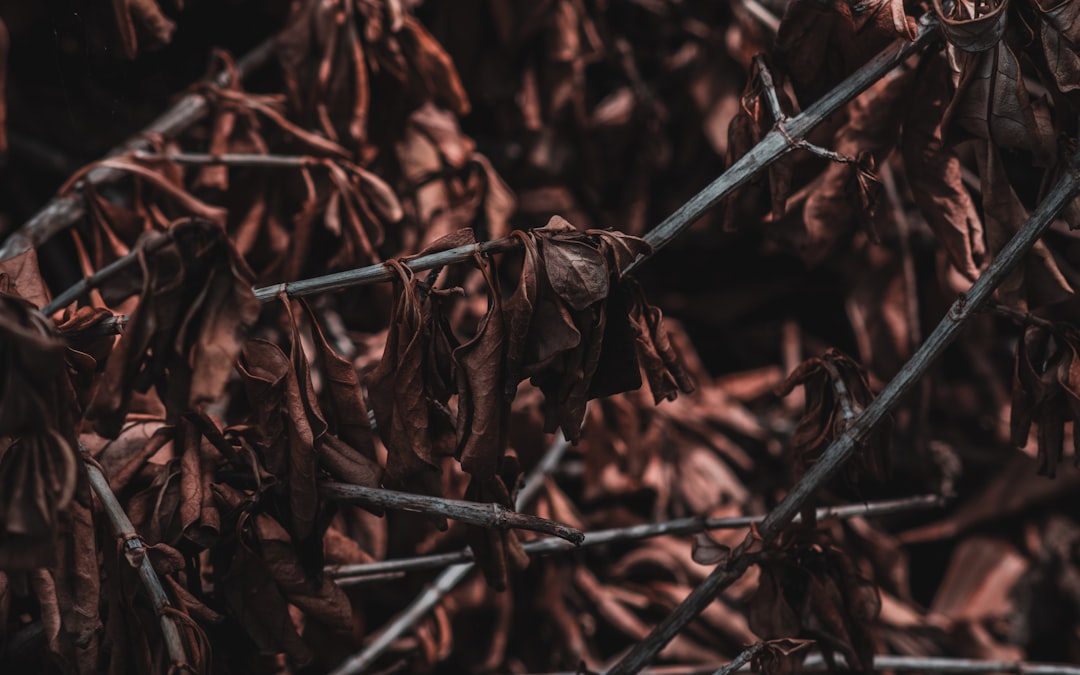 brown dried leaves