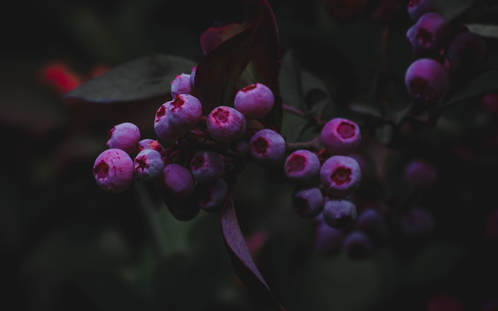 Fotografía con poca luz de frutas redondas