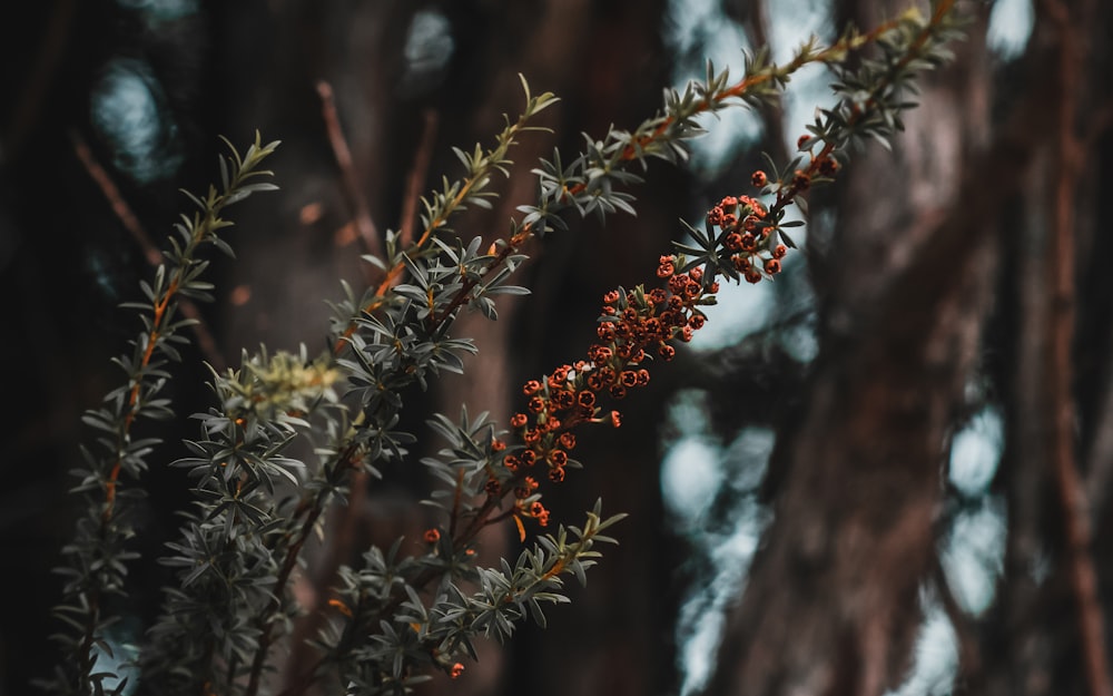 shallow focus photography of plants