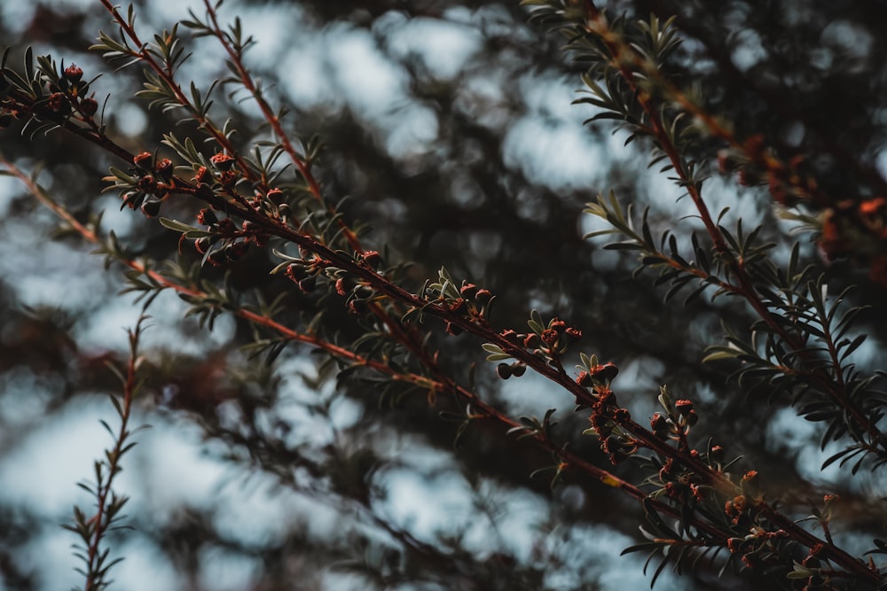 selective focus photography of tree during daytime