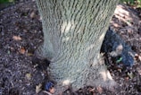 Close-up of fresh mulch spread around the base of a healthy tree.