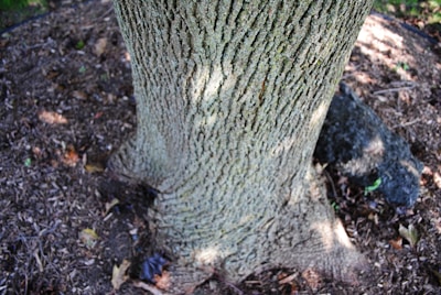 Close-up of a healthy tree trunk surrounded by mulch, showing no signs of termite damage.