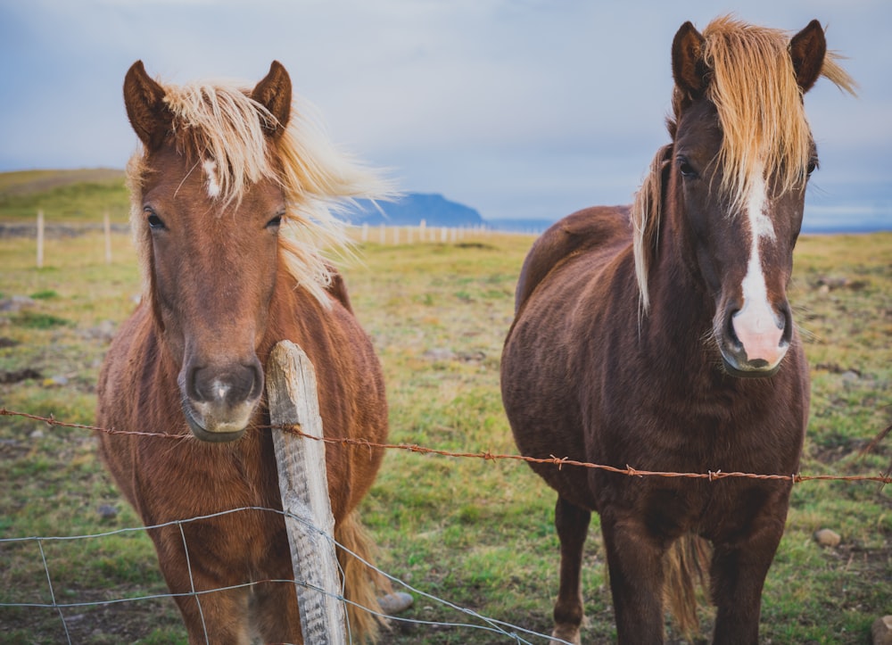 two brown horses standing near brown barbwire fence at daytime