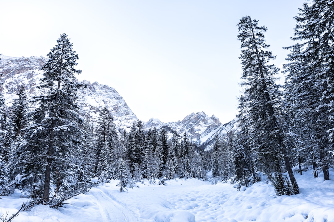 photo of trees covered in snow distant from mountain