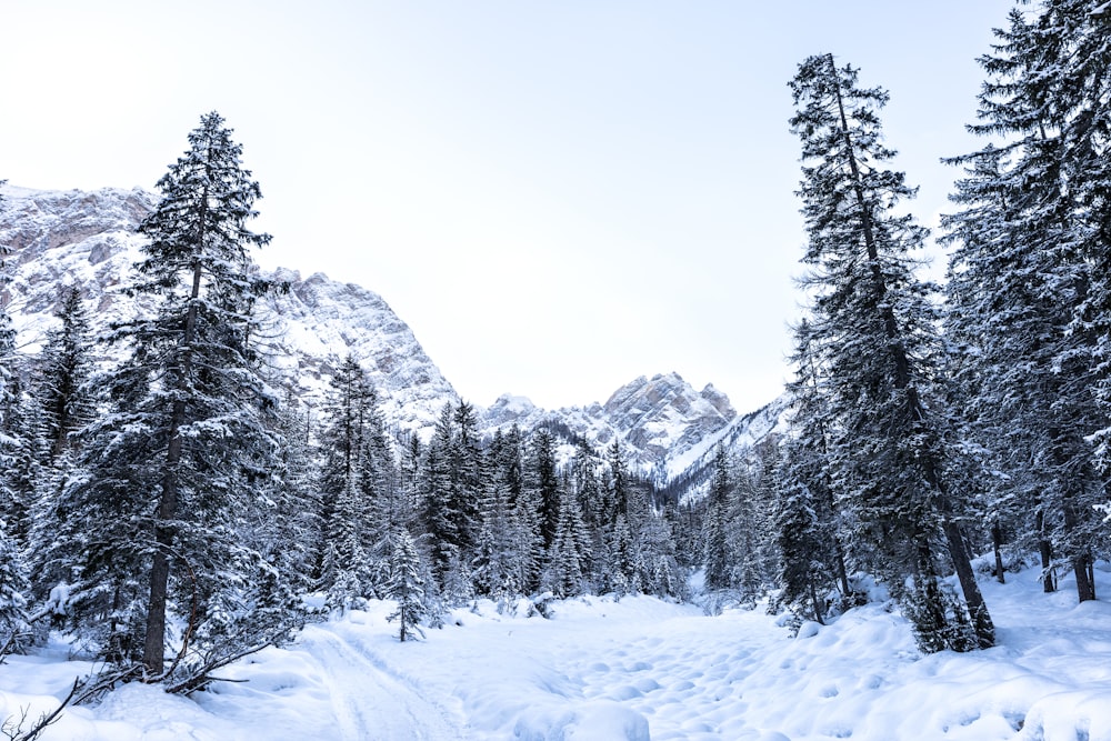 山から遠く離れた雪に覆われた木々の写真