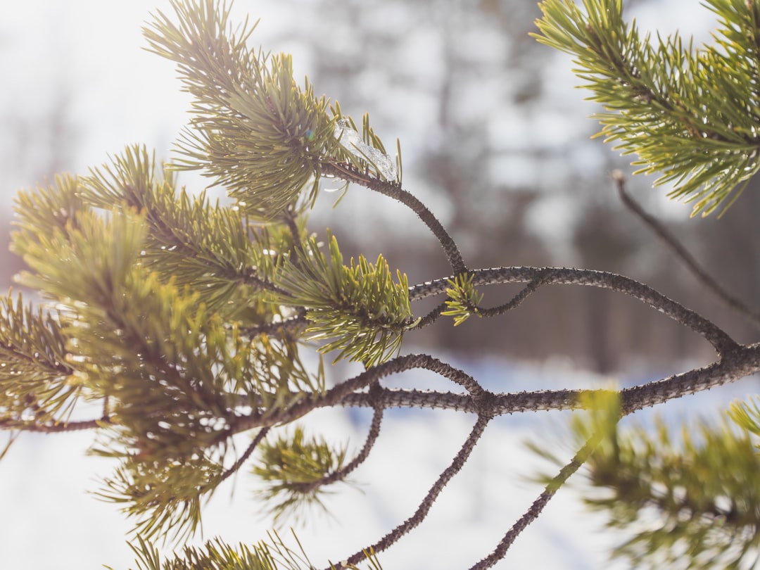 close-up photo of green tree