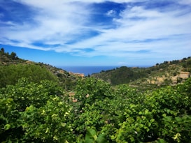 The image captures a scenic view of lush green hills covered with dense trees and vegetation. In the distance, there are more hills leading to a glimpse of the blue ocean under a partly cloudy sky. Small houses with beige and blue facades are dotted across the landscape, blending harmoniously with the natural surroundings.