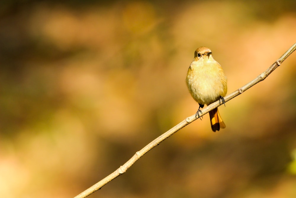 茶色の小枝に小さな茶色の短いくちばしの鳥