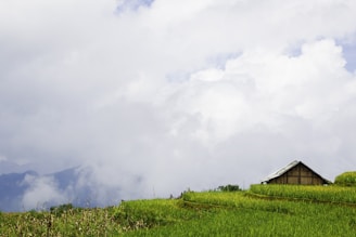 A cozy wooden homestay nestled among green tea gardens with misty Himalayan peaks in the background under a soft morning light.