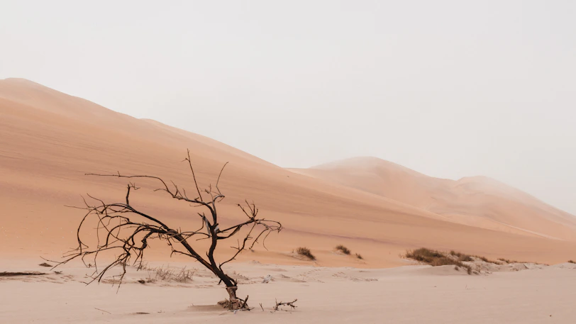 brown no leaves tree near hill at daytime