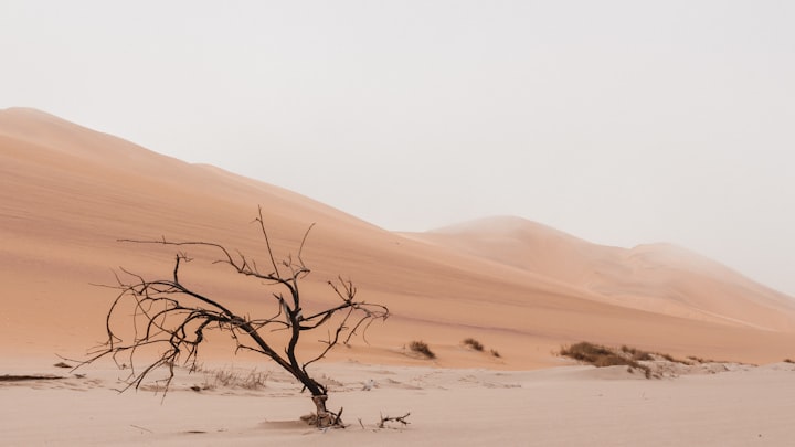 Seeking Solace in the Sands