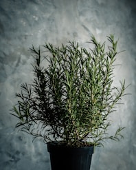 green rosemary plant