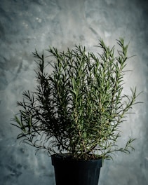 A lush rosemary plant thriving in a black pot against a textured gray background, with spindly green branches and needle-like leaves reaching upward.