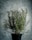 A lush rosemary plant thriving in a black pot against a textured gray background, with spindly green branches and needle-like leaves reaching upward.