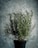 A lush rosemary plant thriving in a black pot against a textured gray background, with spindly green branches and needle-like leaves reaching upward.