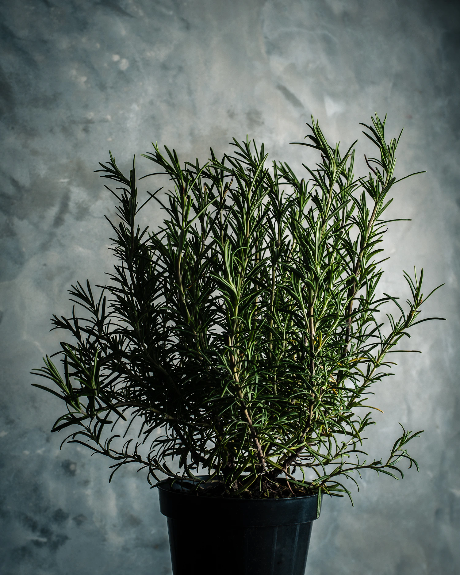 Plantas medicinales y fitoterapia digestiva