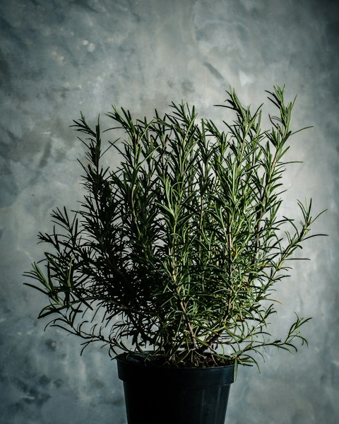 rosemary