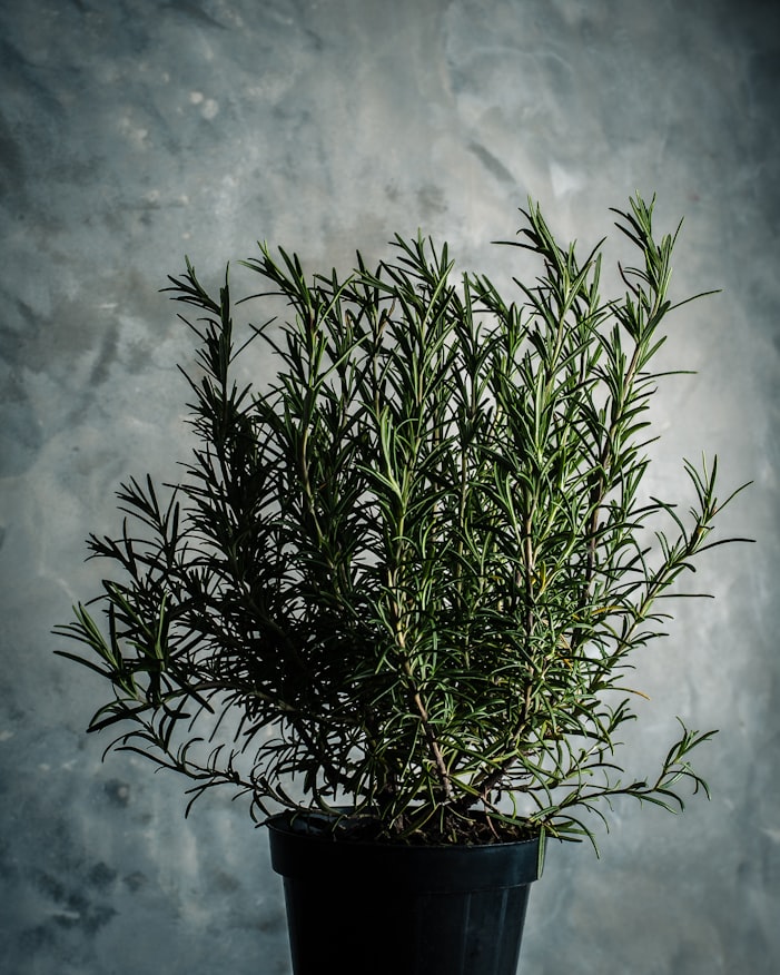 Rosemary | 13 Essential Perennial Herbs For Easy Herb Gardening