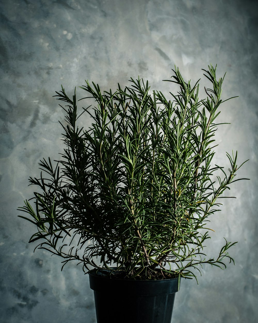 green rosemary plant