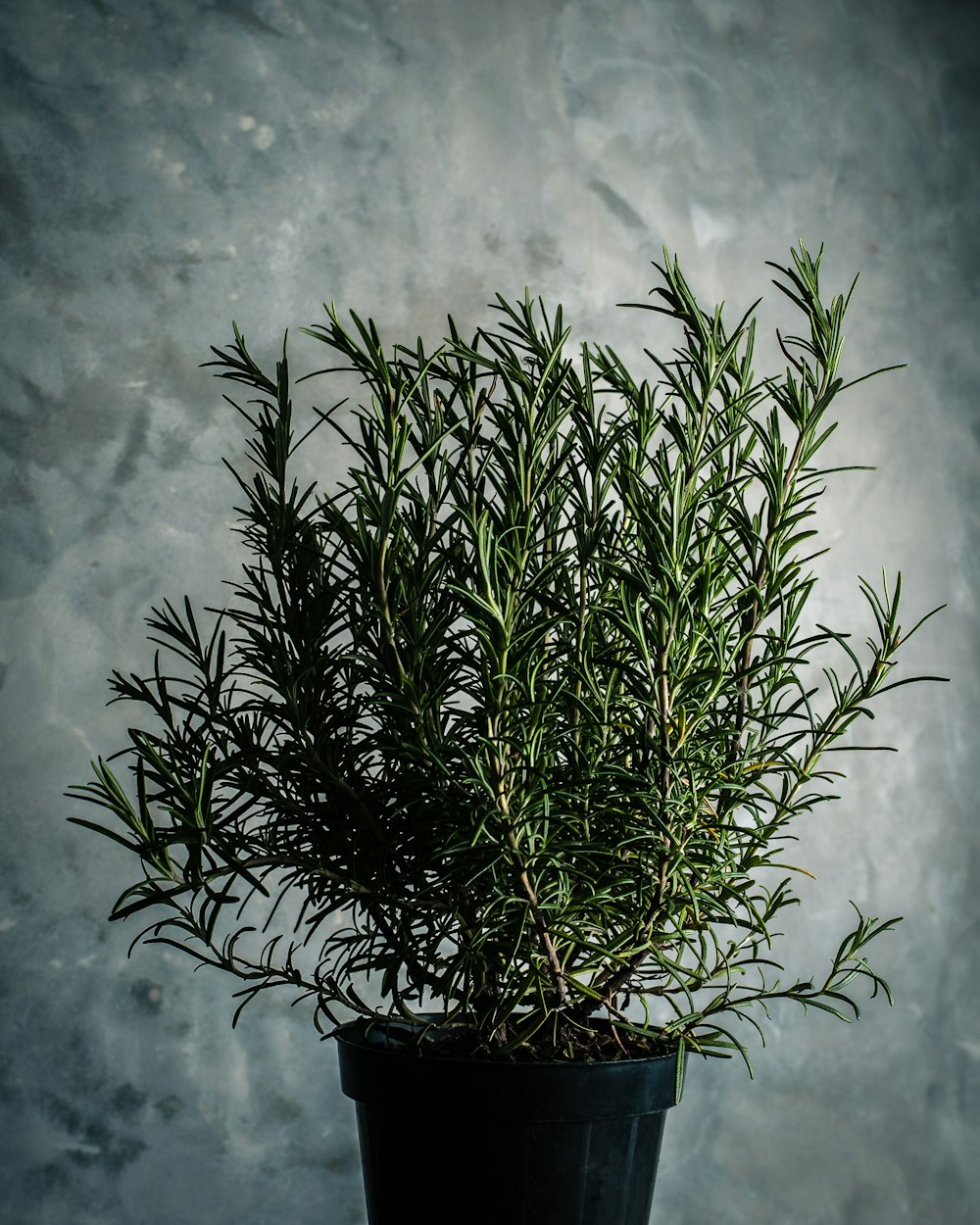 grüne Rosmarinpflanze