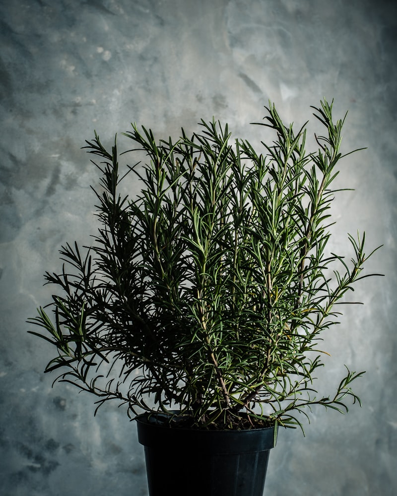 Dried Greek oregano and thyme from Helios Farm